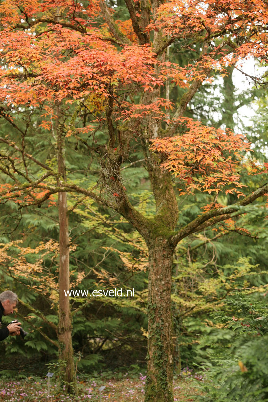 Acer triflorum