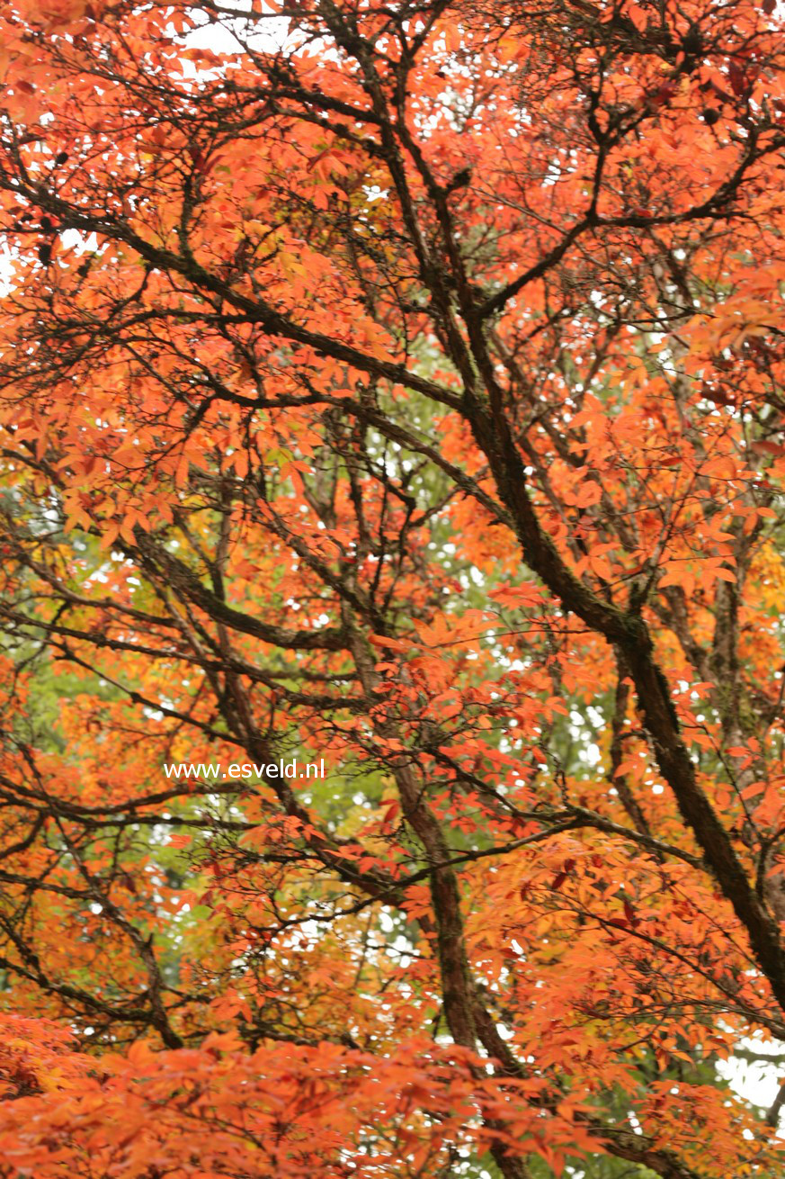 Acer triflorum