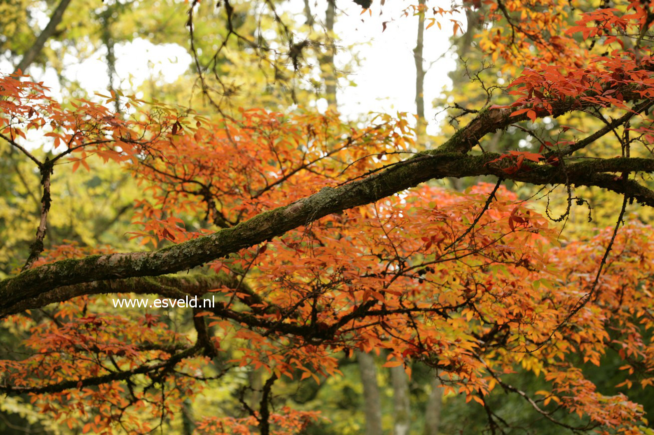 Acer triflorum