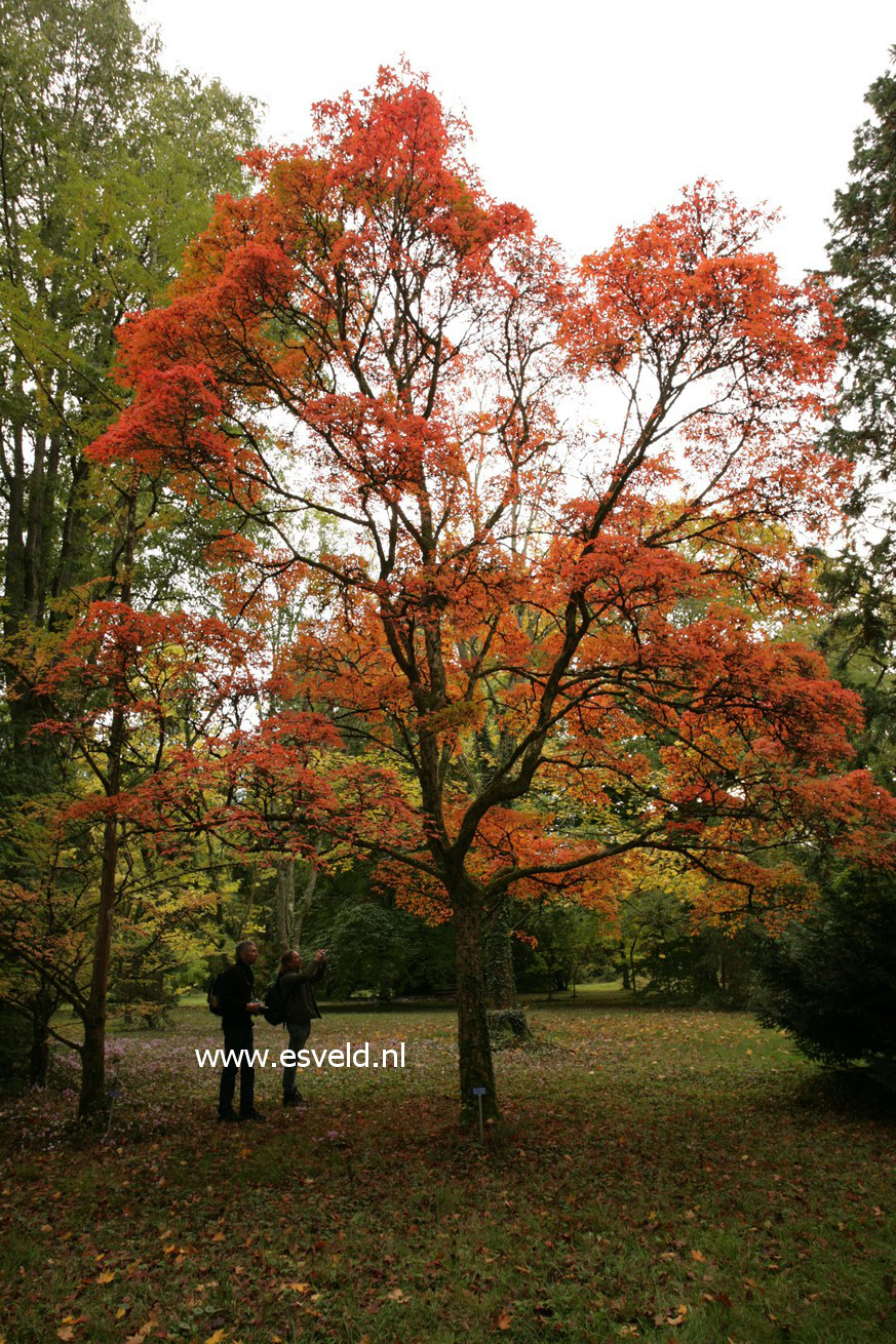 Acer triflorum