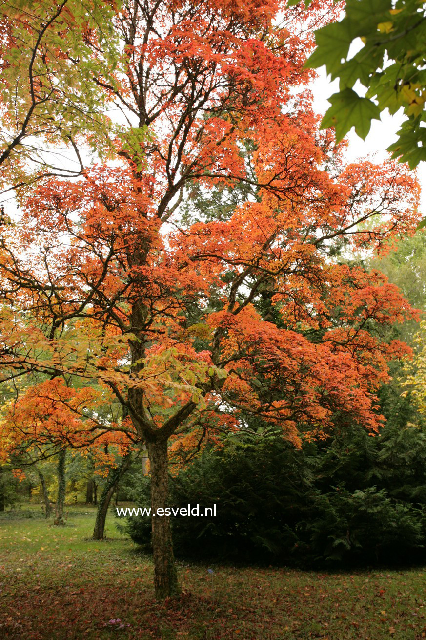 Acer triflorum