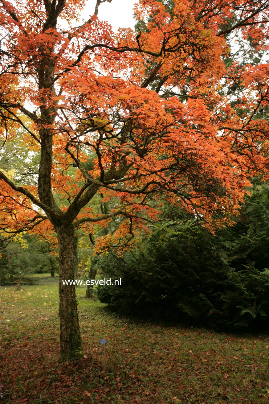 Acer triflorum