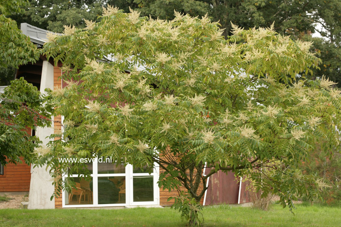 Rhus chinensis