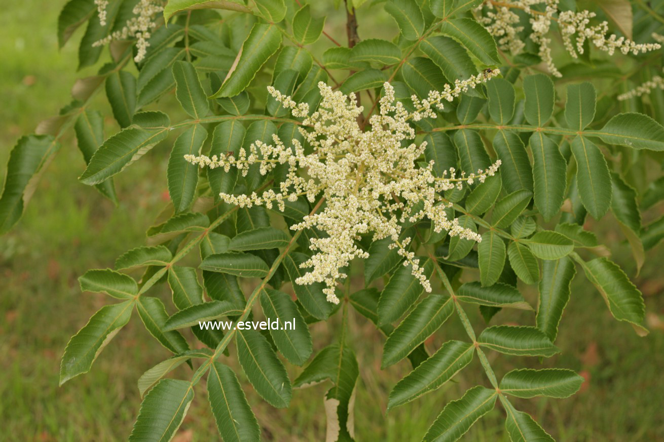 Rhus chinensis