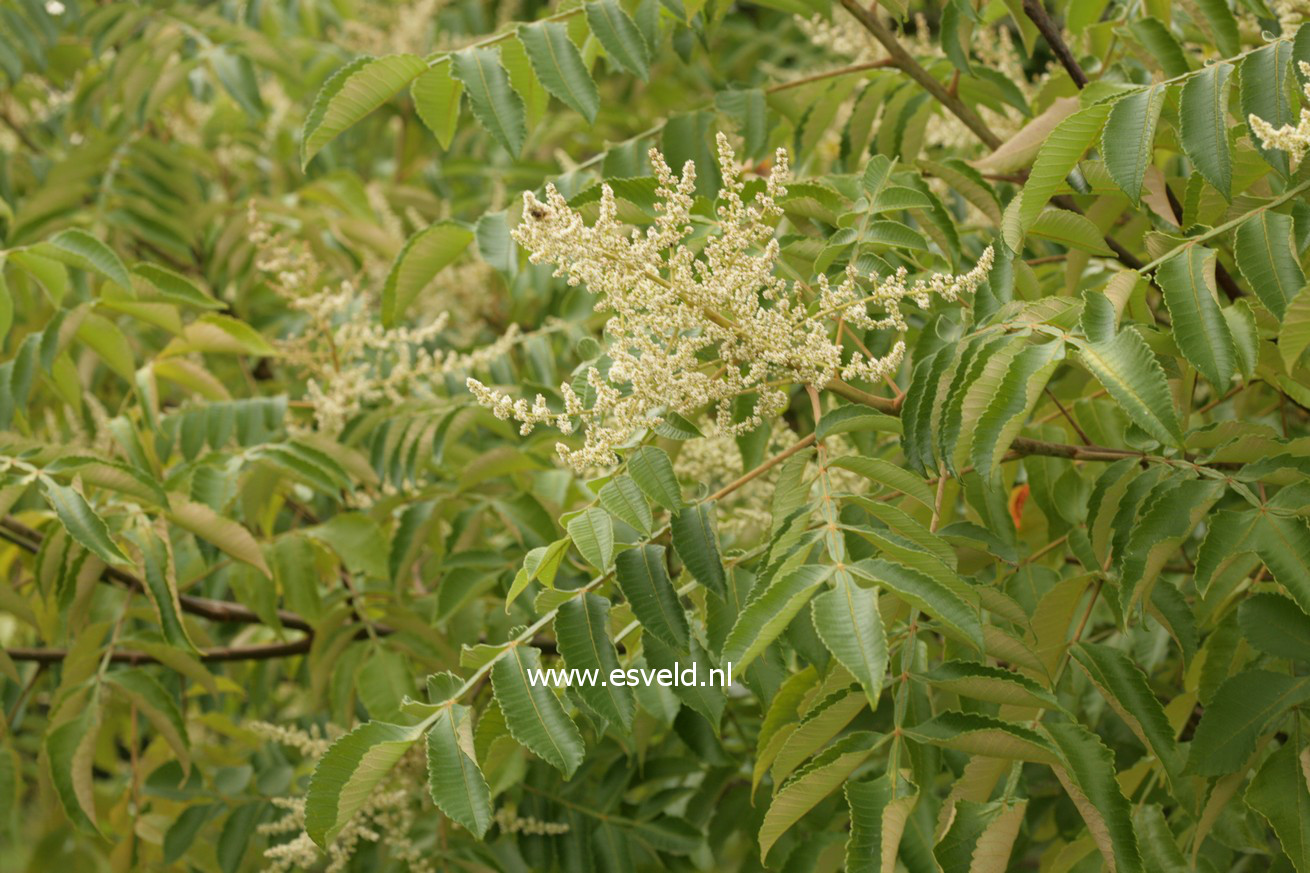 Rhus chinensis