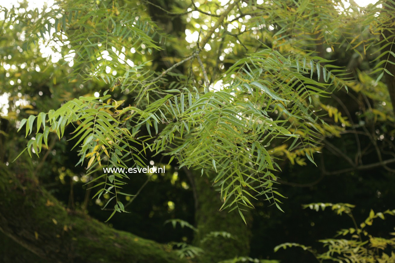 Juglans microcarpa
