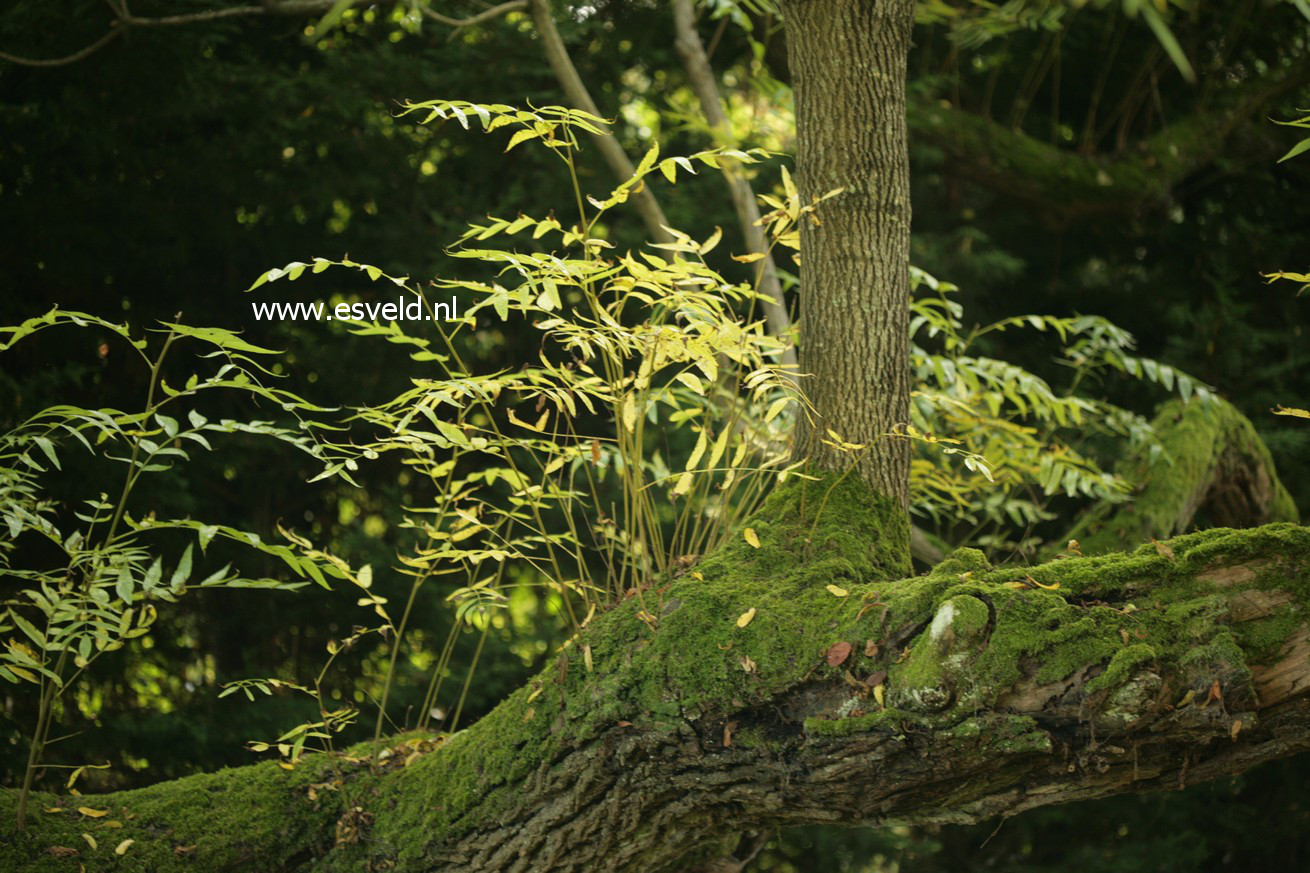 Juglans microcarpa