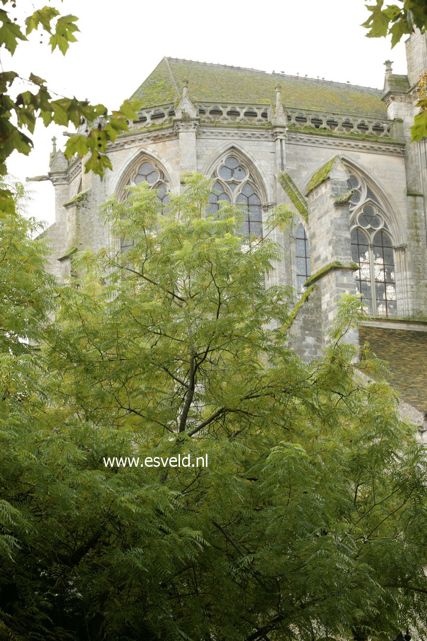 Juglans microcarpa