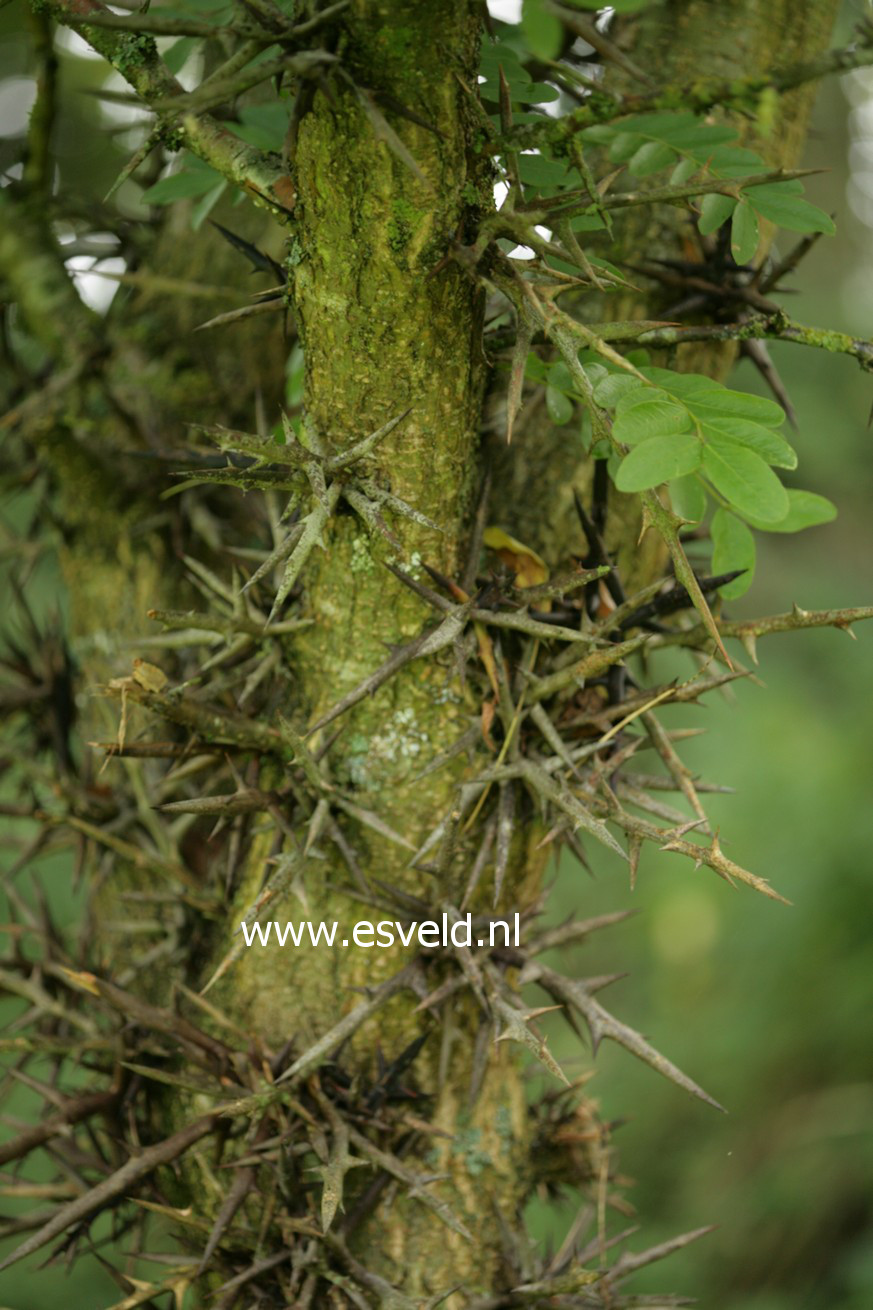 Gleditsia delavayi