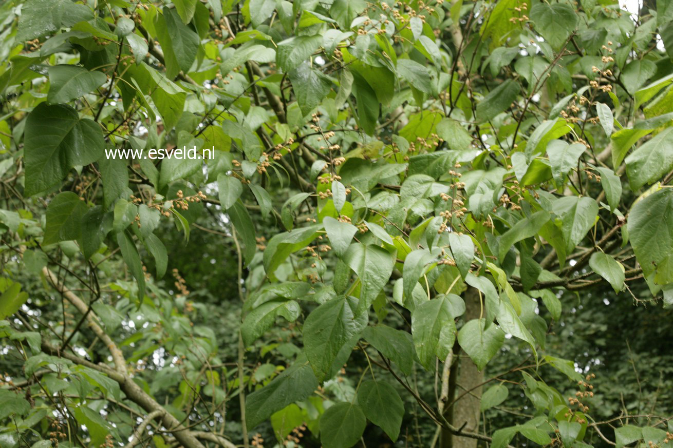 Paulownia catalpifolia