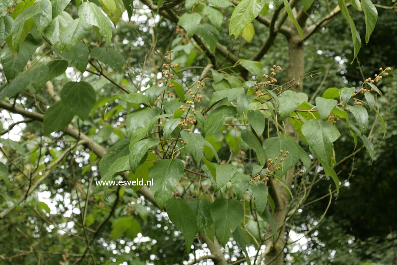 Paulownia catalpifolia