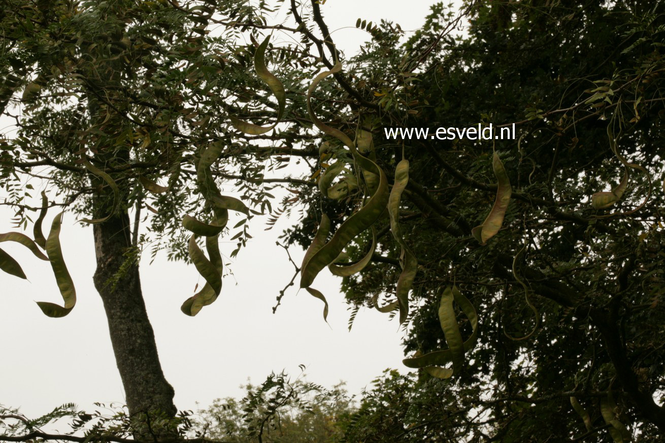 Gleditsia triacanthos f. inermis