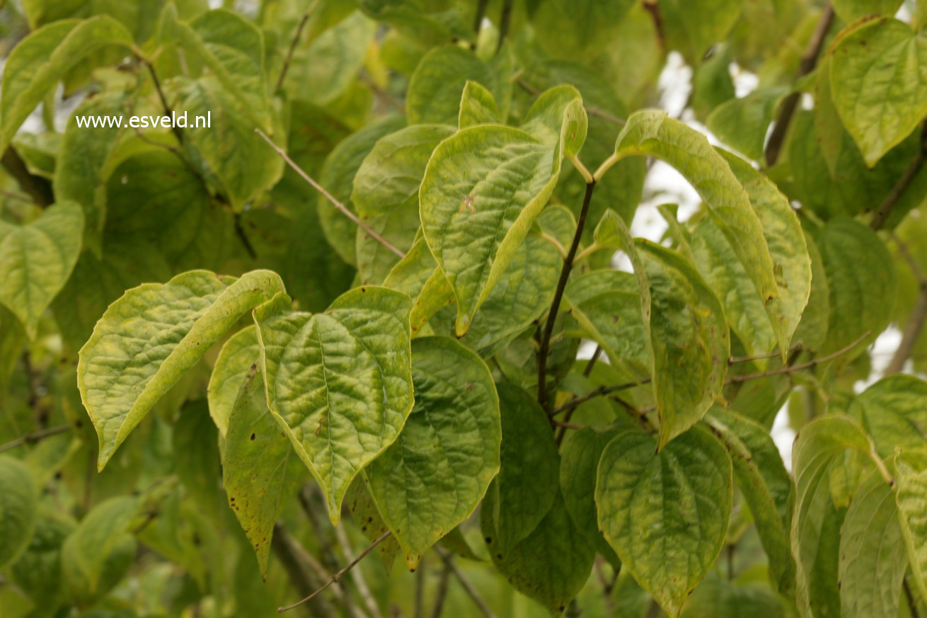 Philadelphus coronarius