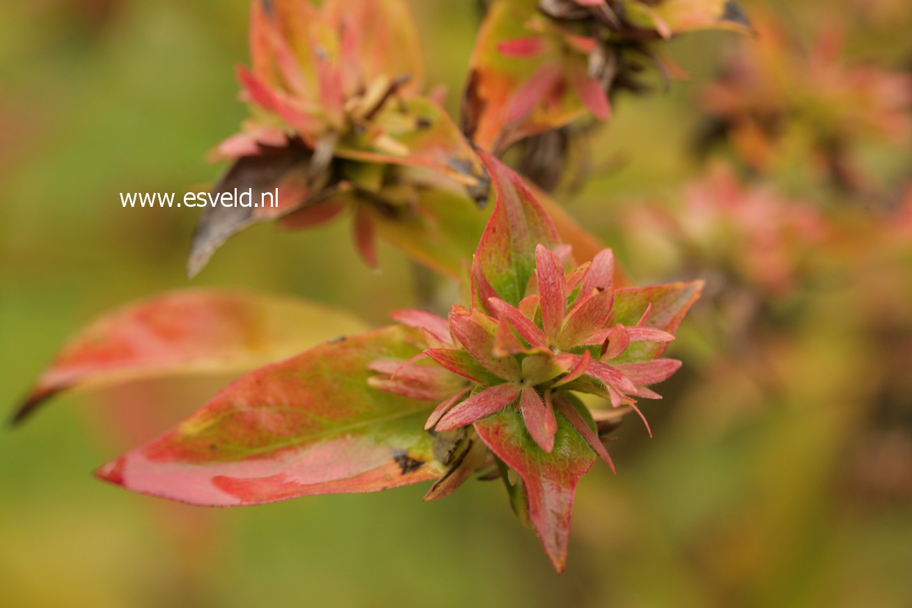 Abelia mosanensis