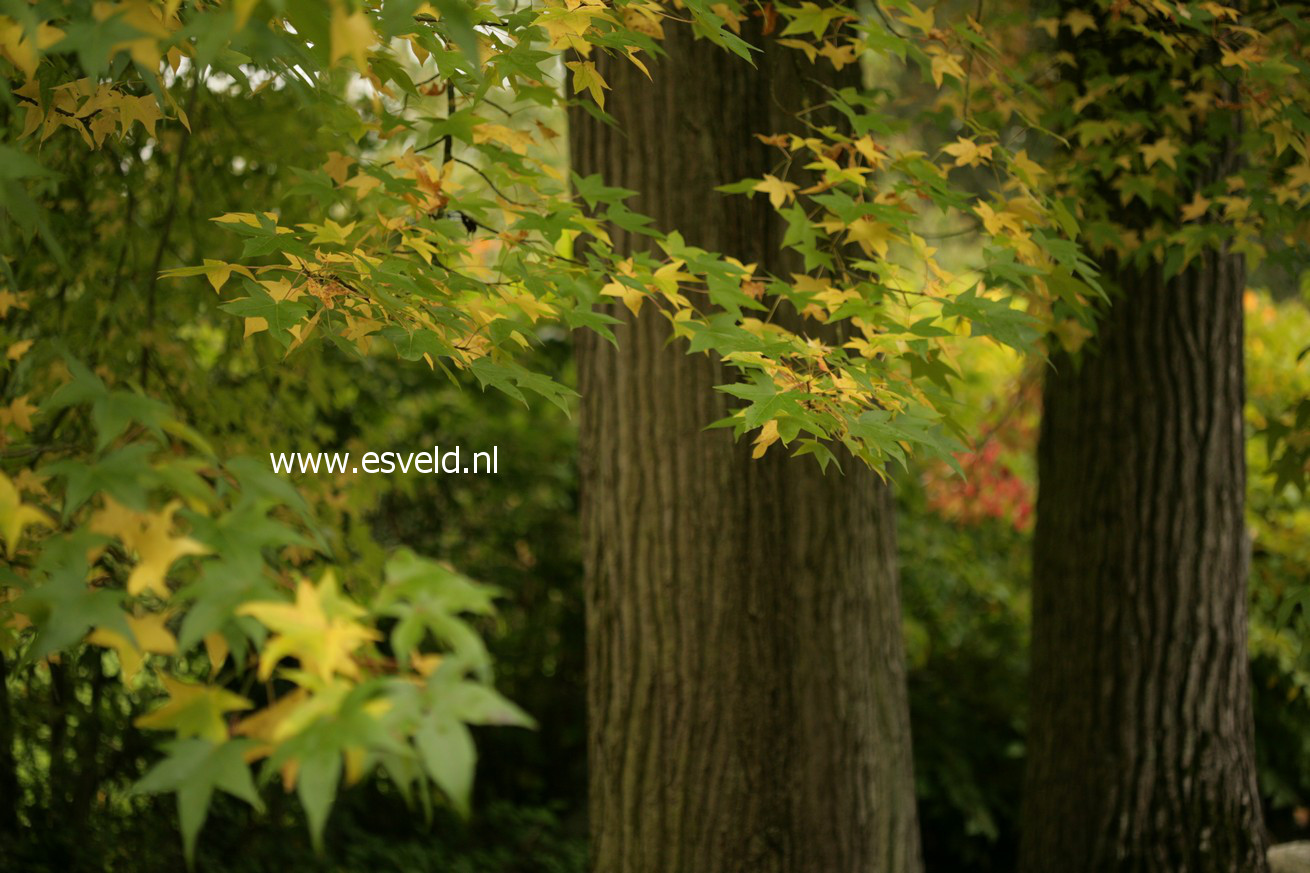 Liquidambar styraciflua