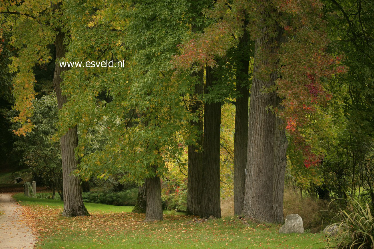 Liquidambar styraciflua