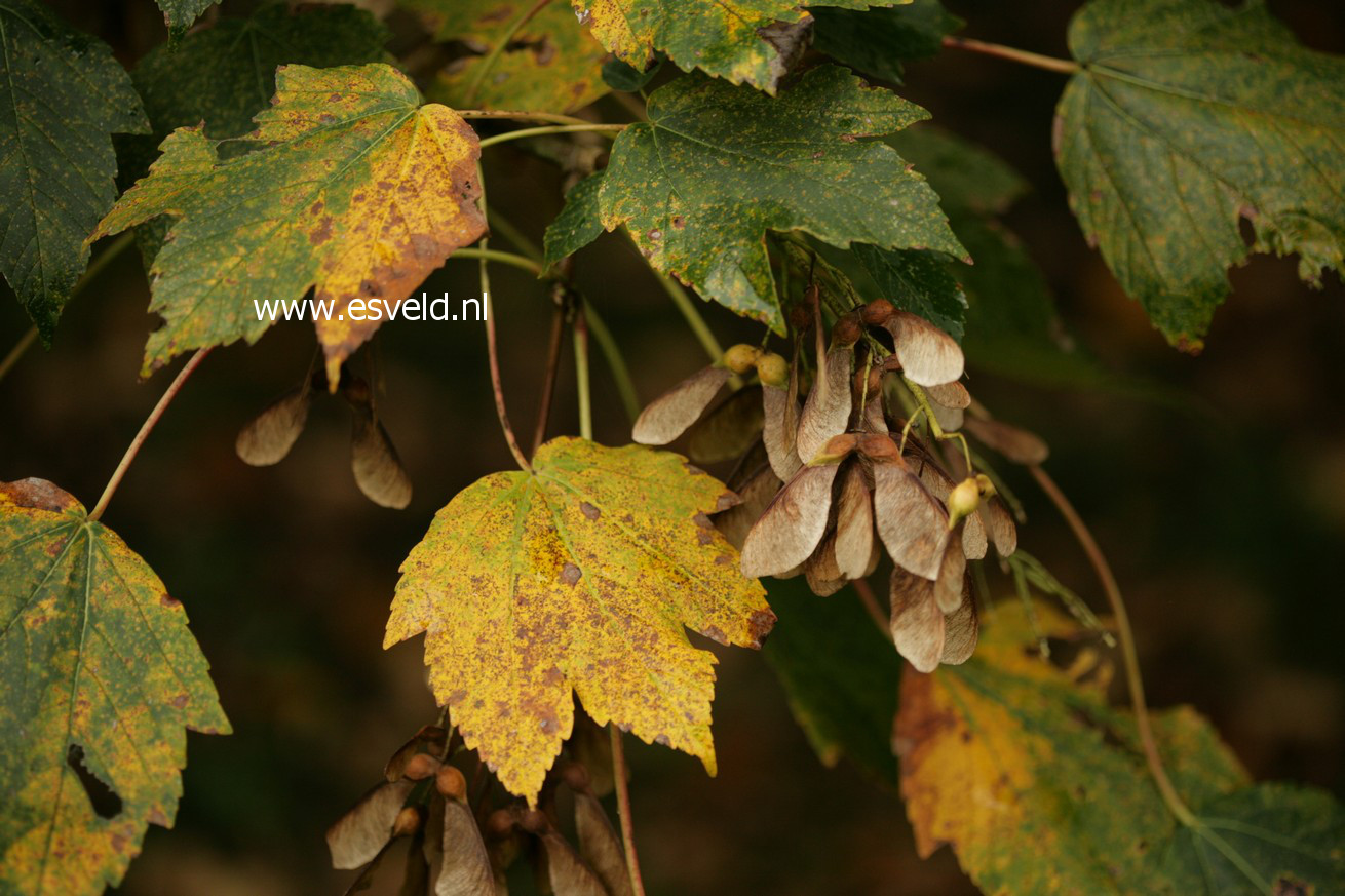 Acer heldreichii