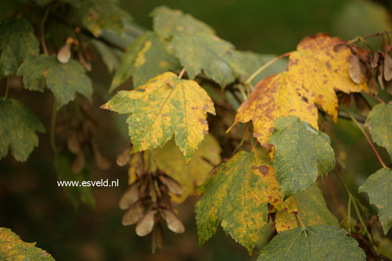 Acer heldreichii