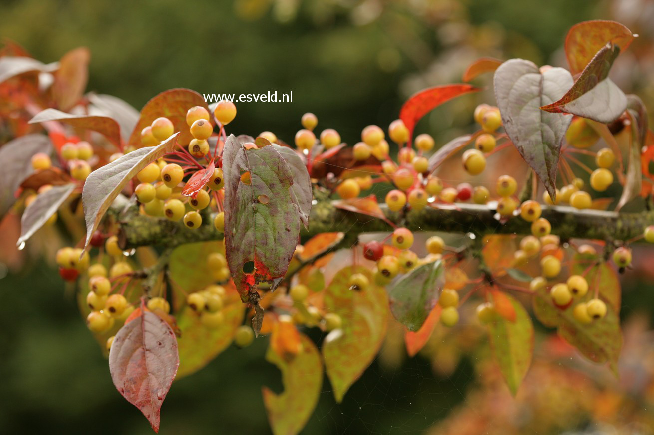 Malus hupehensis