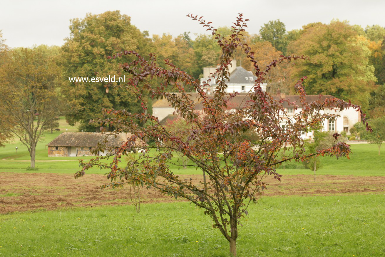 Malus hupehensis