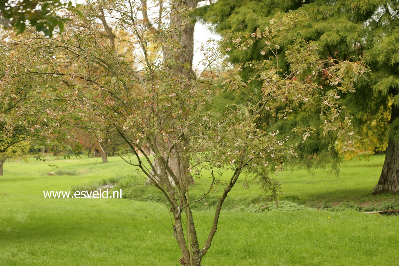 Sorbus forrestii