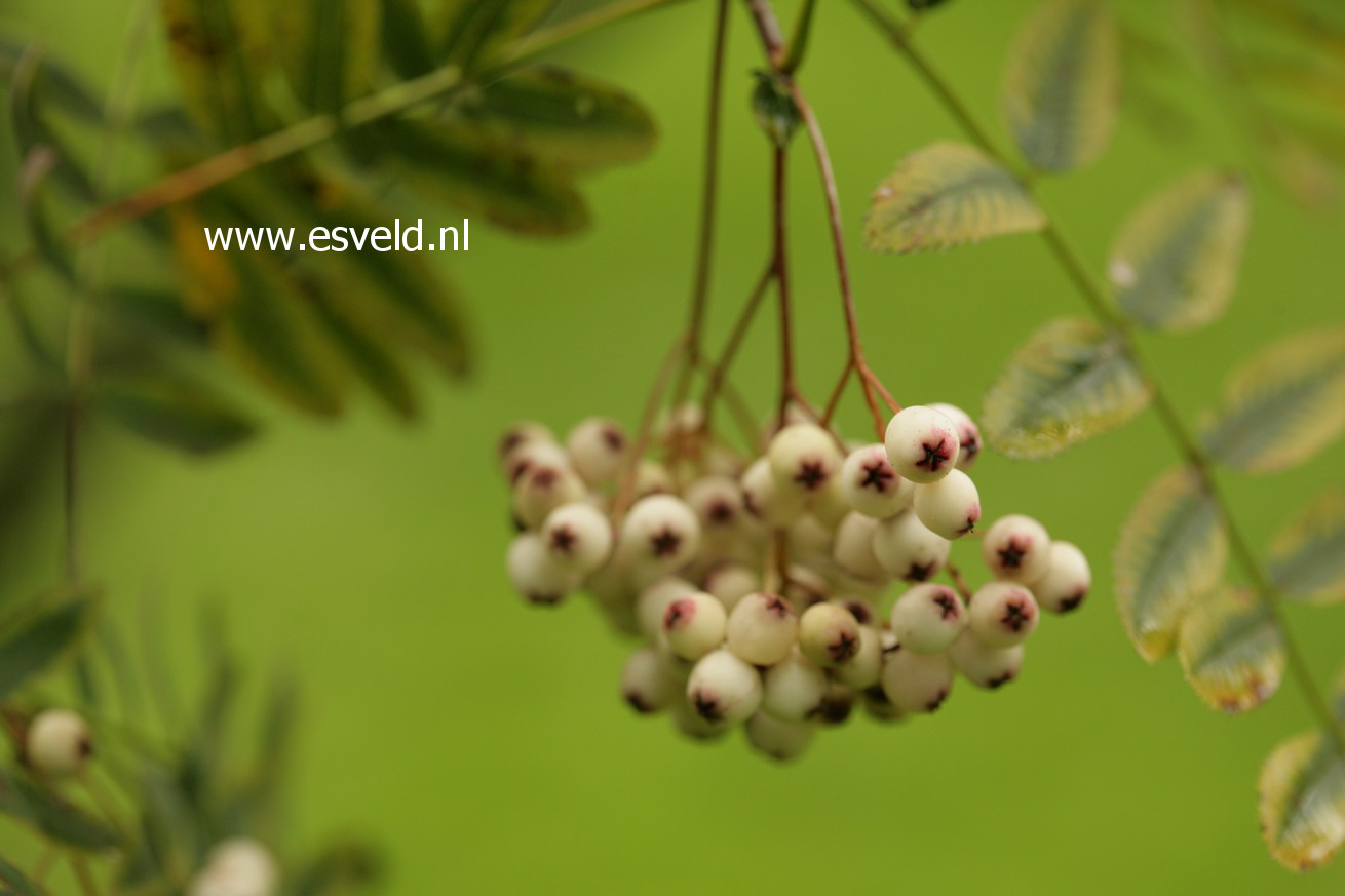 Sorbus forrestii