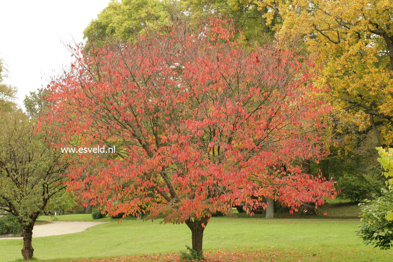 Prunus sargentii