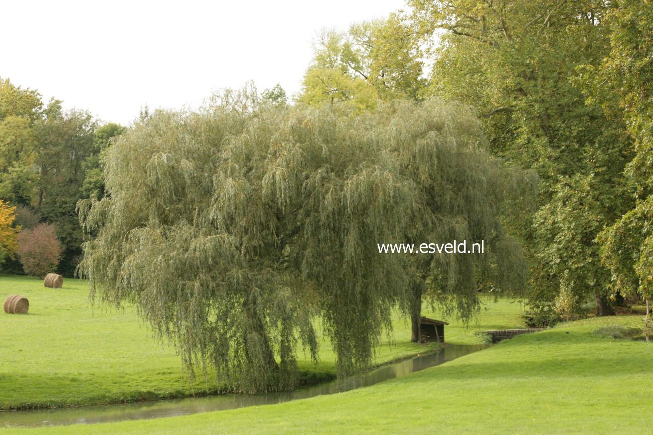 Salix sepulcralis 'Chrysocoma'