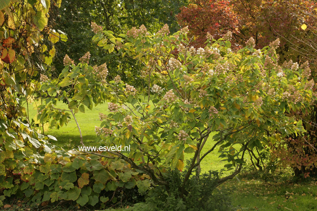 Hydrangea paniculata 'Floribunda'