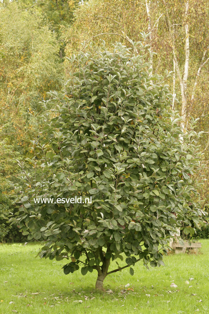 Sorbus thibetica 'John Mitchell'