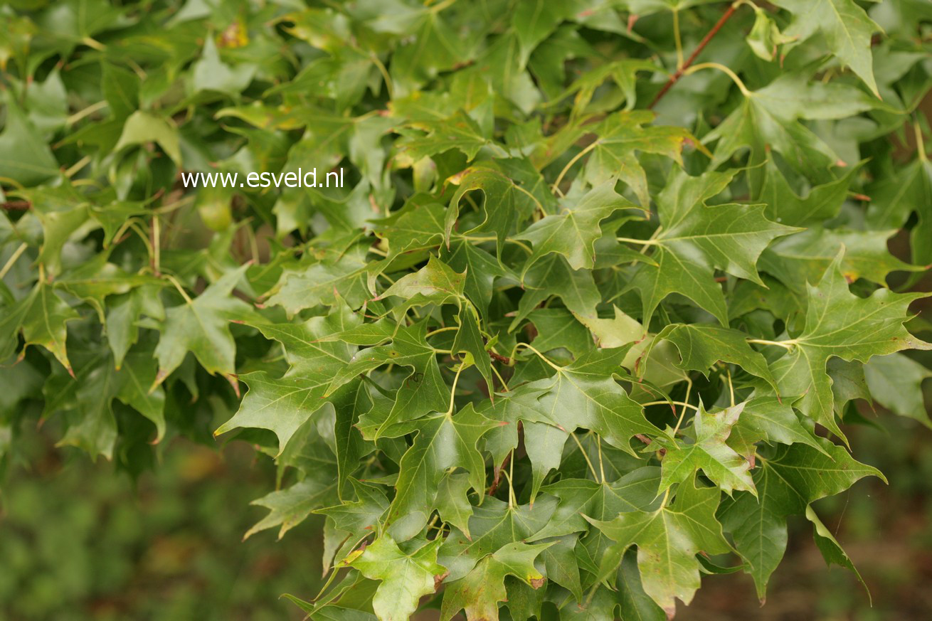 Acer truncatum