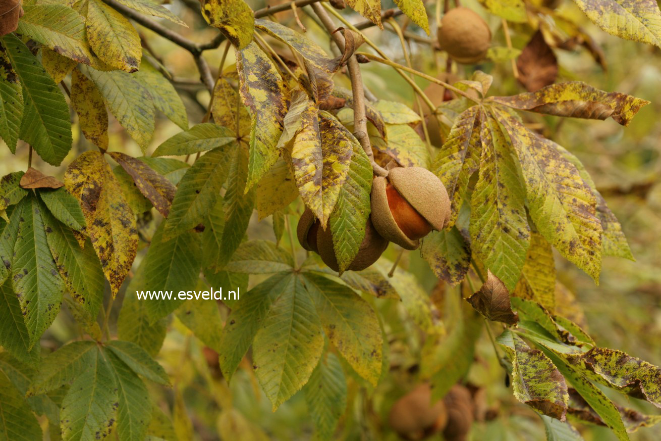 Aesculus sylvatica