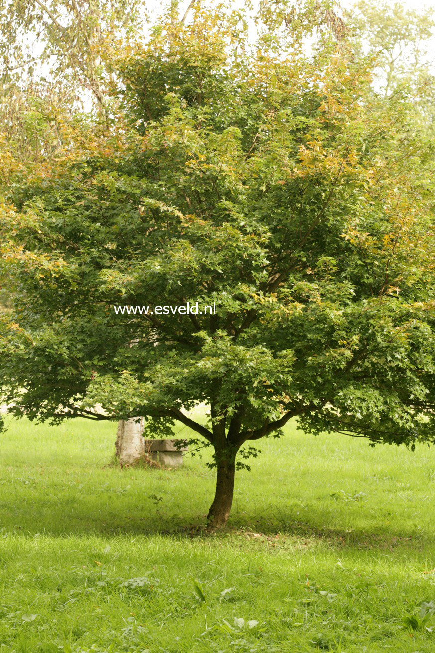 Acer truncatum