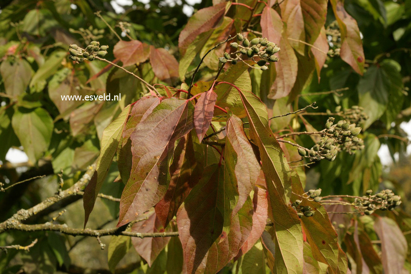 Poliothyrsis sinensis