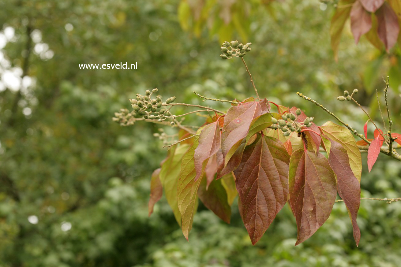 Poliothyrsis sinensis