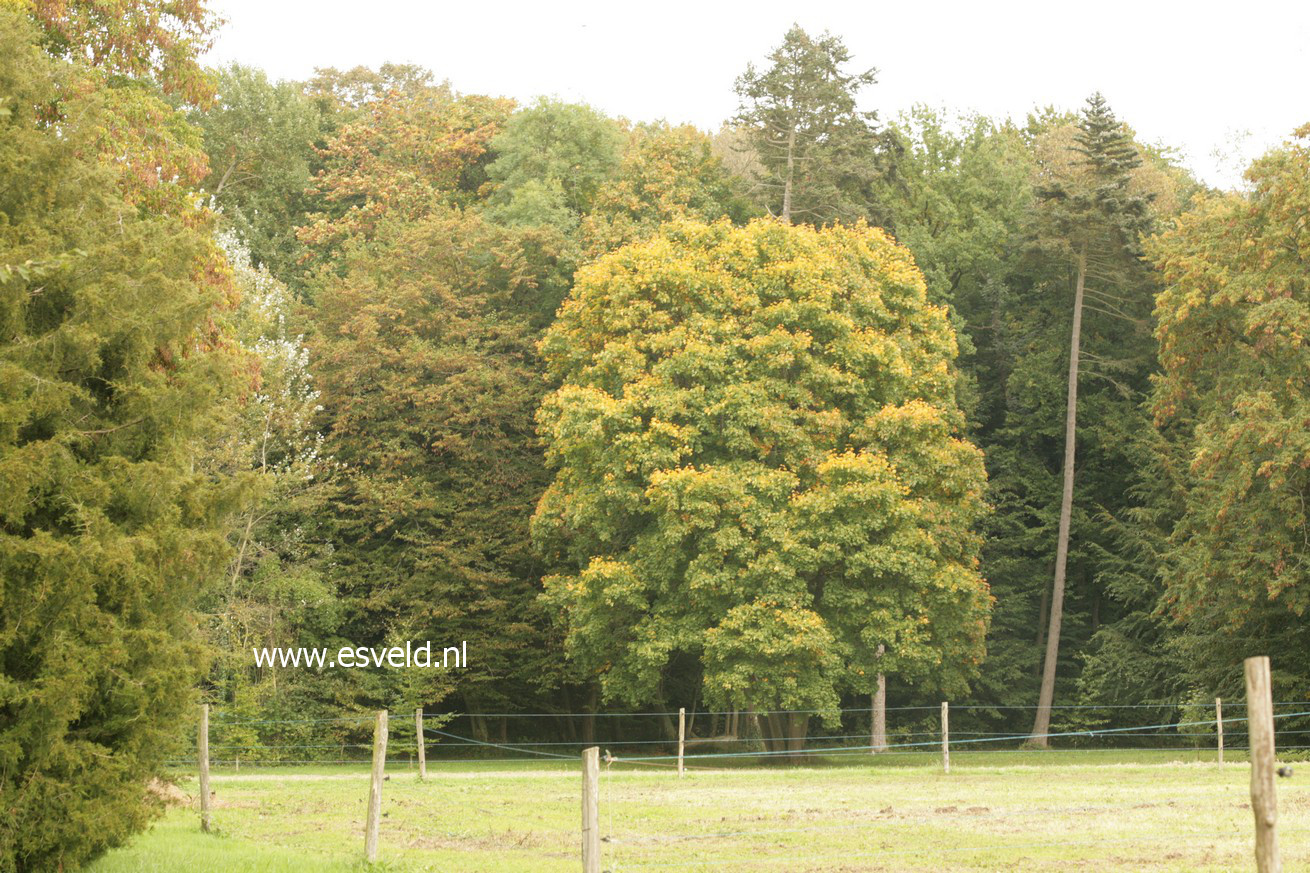 Acer platanoides