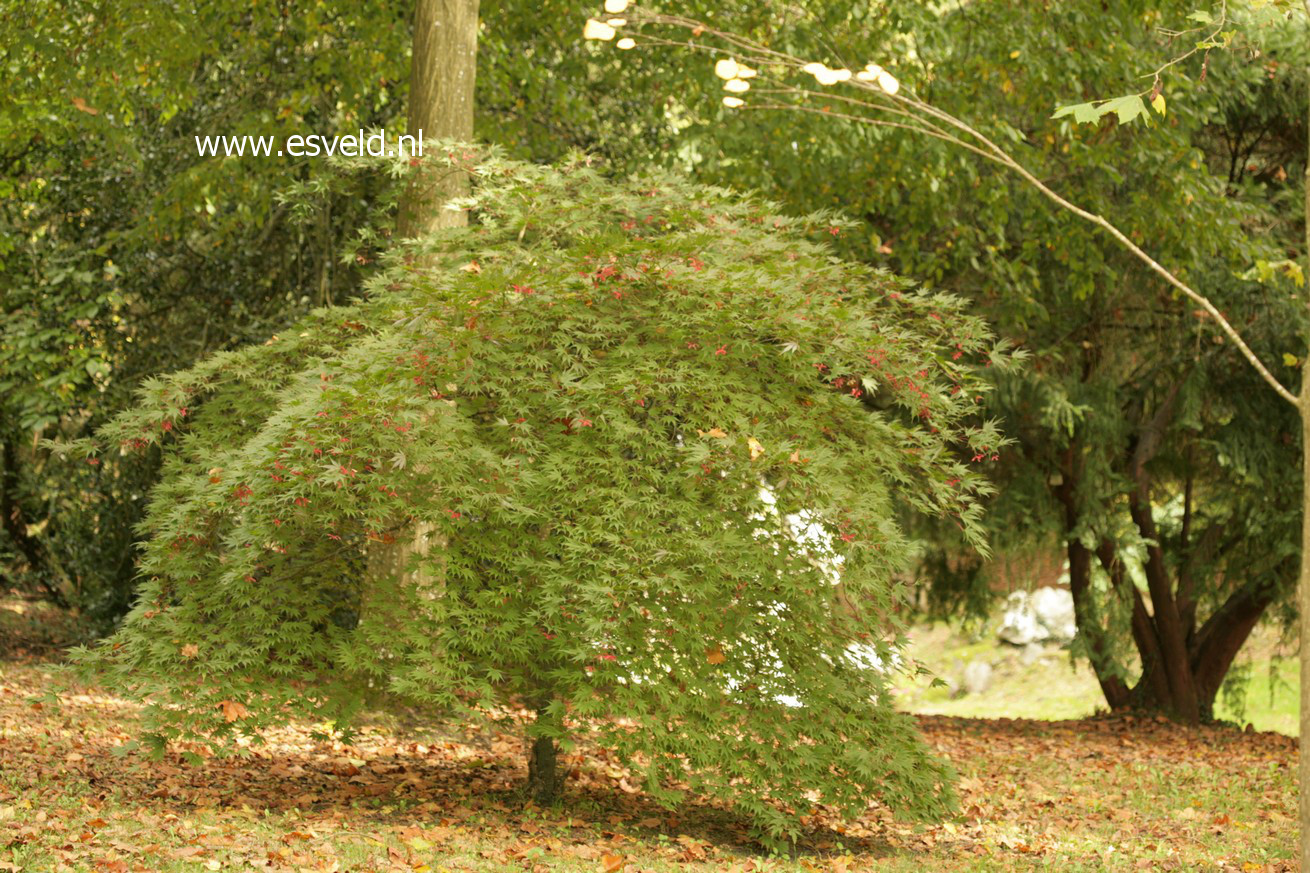 Acer palmatum 'Matsu Kaze'