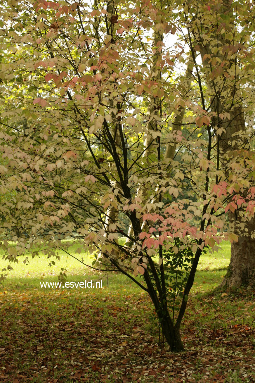Euonymus planipes