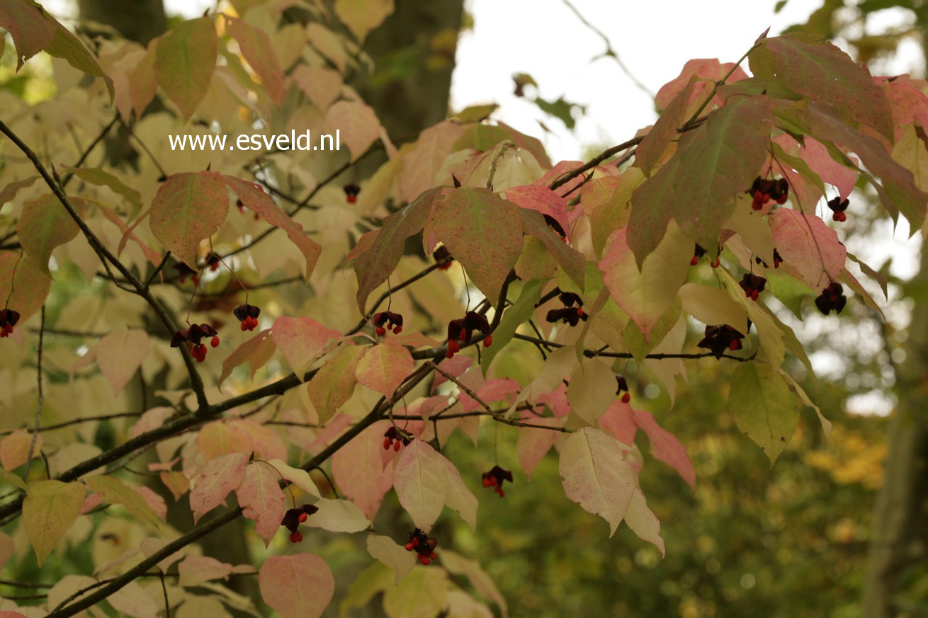 Euonymus planipes