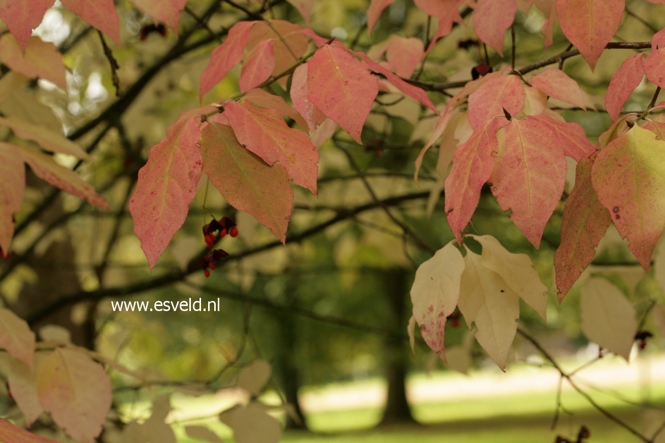 Euonymus planipes