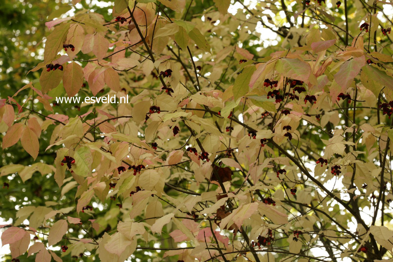 Euonymus planipes
