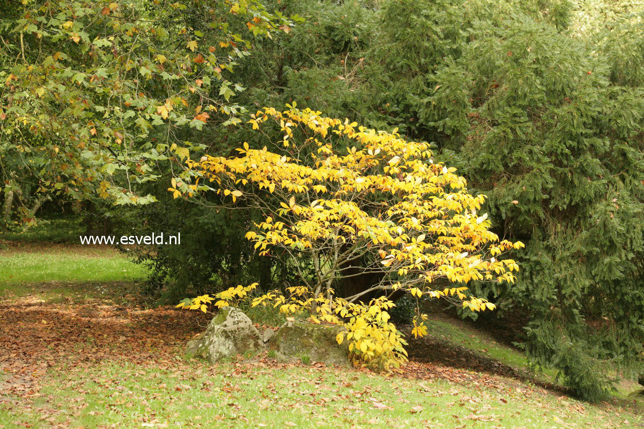 Aesculus parviflora