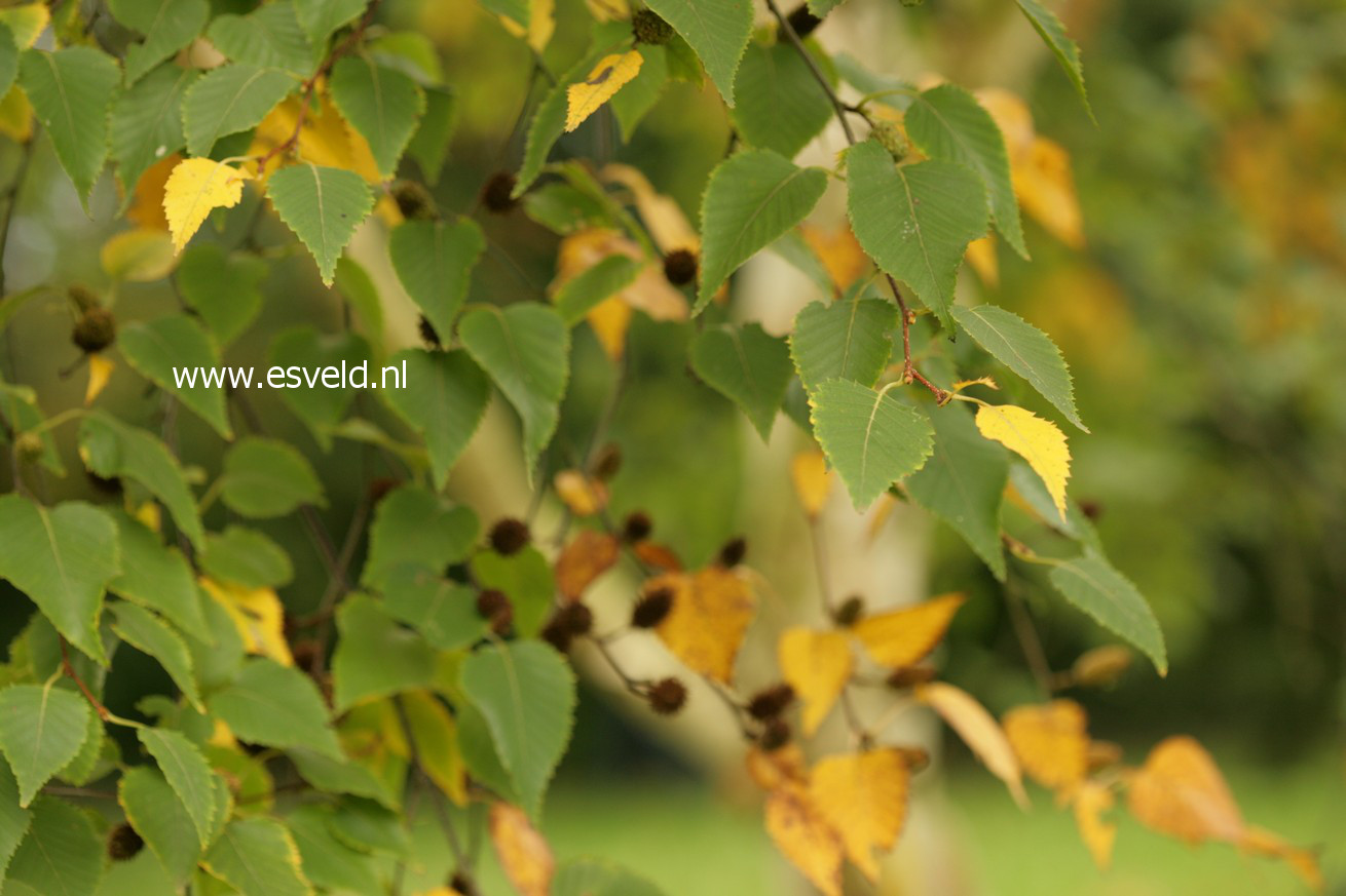 Betula costata