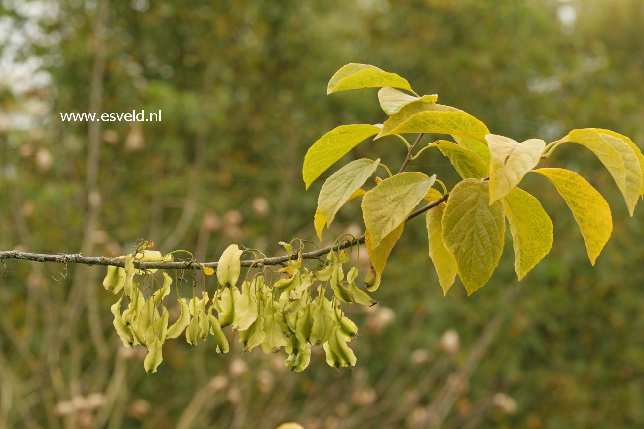 Halesia diptera