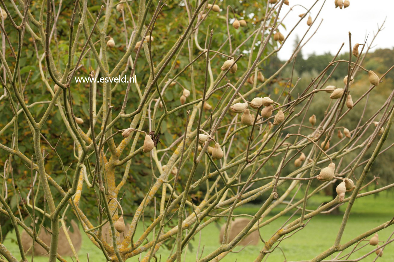 Aesculus californica