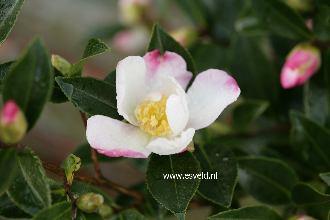 Camellia sasanqua 'Rainbow'