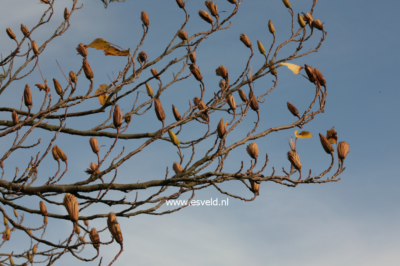 Liriodendron tulipifera 'Fastigiatum'