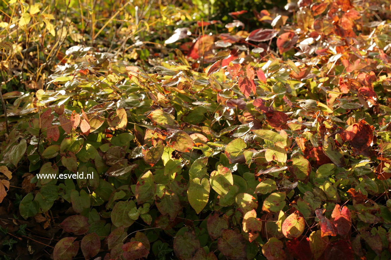 Epimedium versicolor 'Sulphureum'