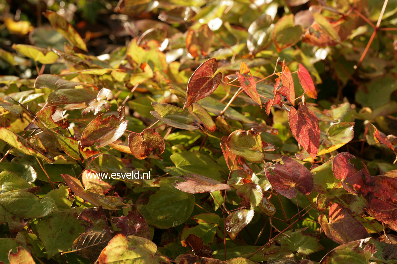 Epimedium versicolor 'Sulphureum'