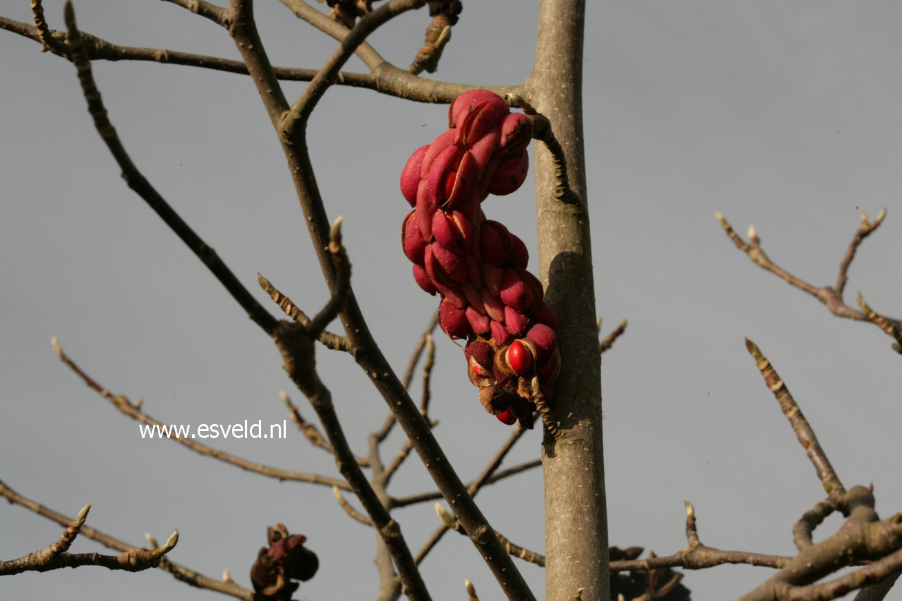 Magnolia 'Big Dude'